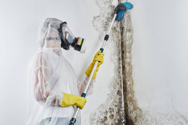Best Toxic Mold Removal  in East Dubuque, IL