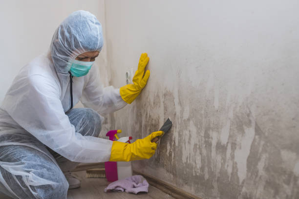 Best Certified Mold Removal  in East Dubuque, IL