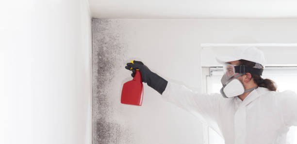 Trusted East Dubuque, IL Mold Removal Experts