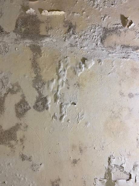 Mold Testing and Removal in East Dubuque, IL