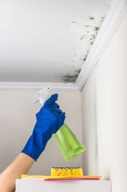 Mold Removal Process in East Dubuque, IL